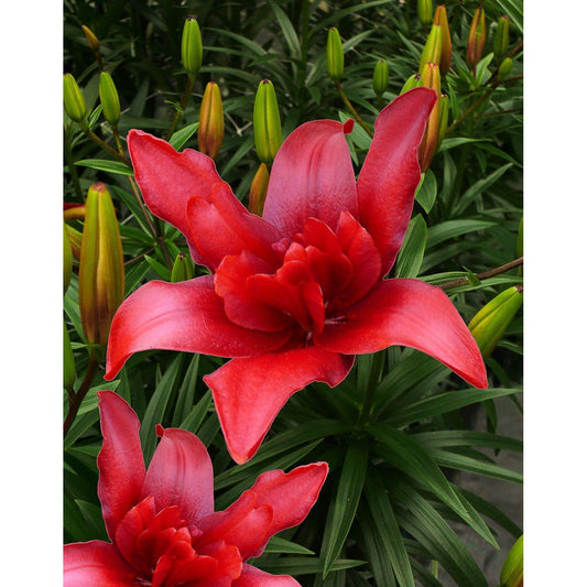 Bald Eagle Double Asiatic Lily - 5 bulbs
