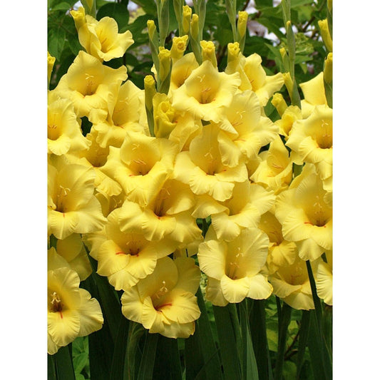 Bananarama® Gladiolus - 5 bulbs