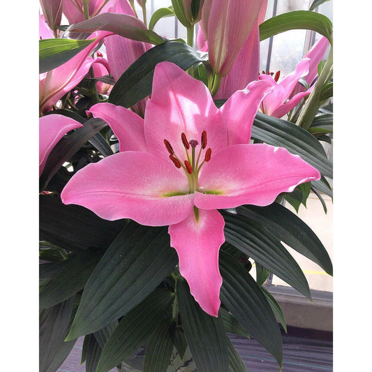Barista Oriental Lily - 5 bulbs