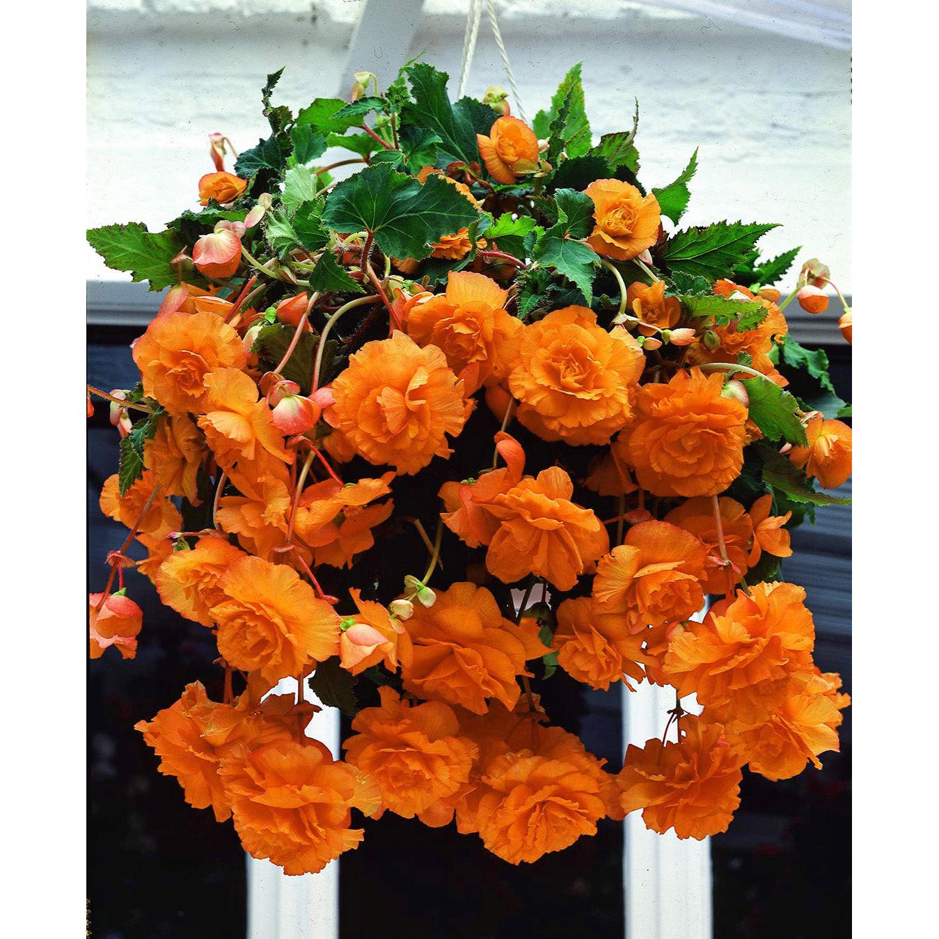Apricot Hanging Basket Begonia - 3 tubers