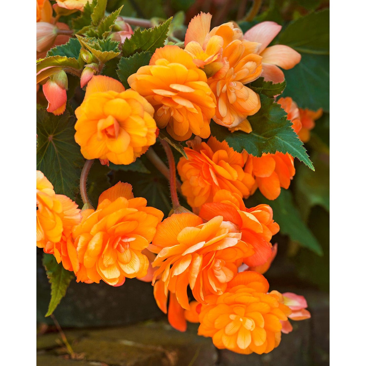 Apricot Hanging Basket Begonia - 3 tubers