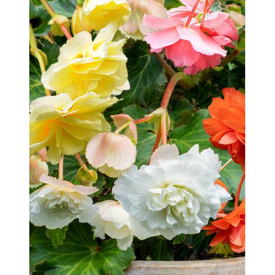 Mixed Fragrant Hanging Basket Begonia - 9 tubers