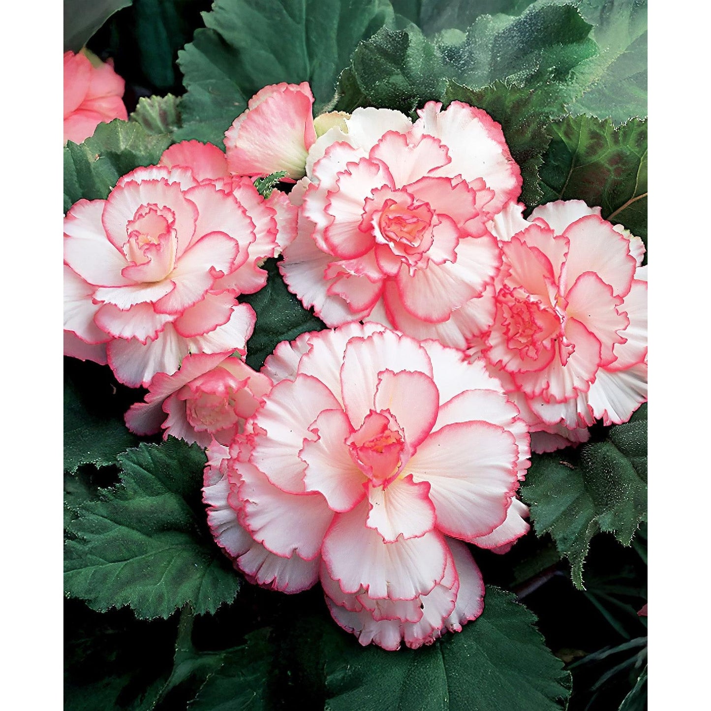 White and Red Picotee Begonia - 3 tubers