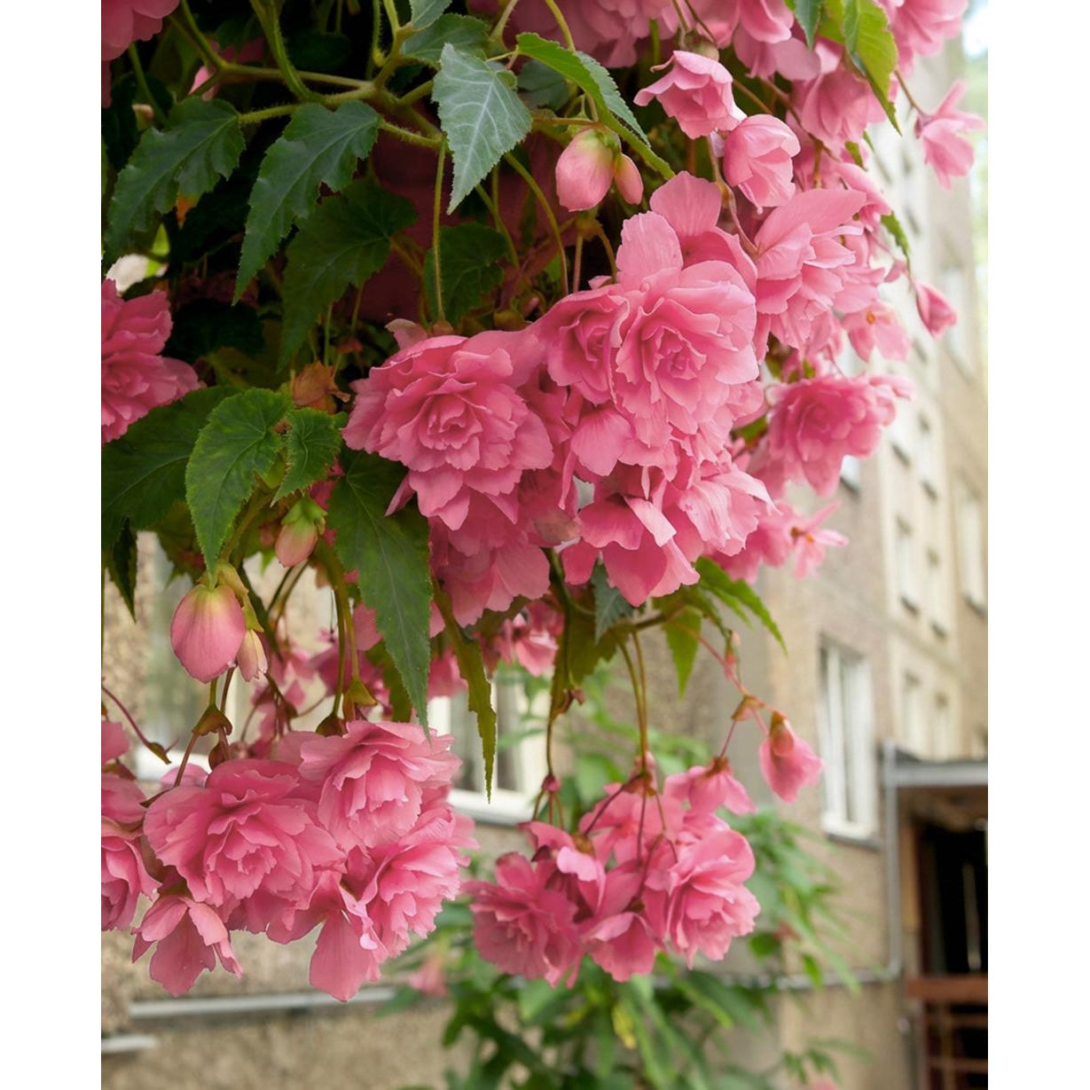 Pink Fragrant Hanging Basket Begonia - 3 tubers