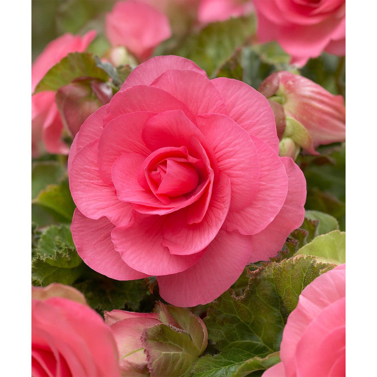 Pink Double Begonia - 3 tubers
