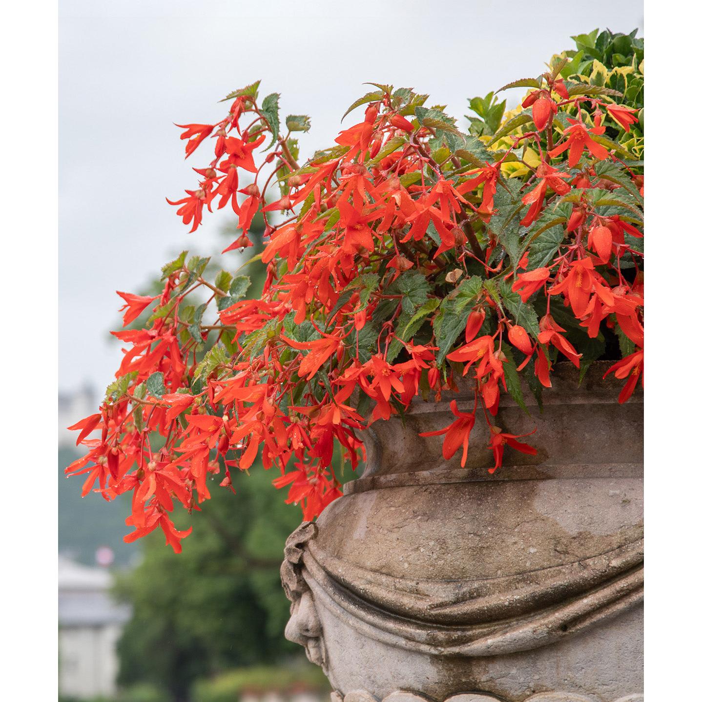 Red Hanging Basket Begonia - 3 tubers