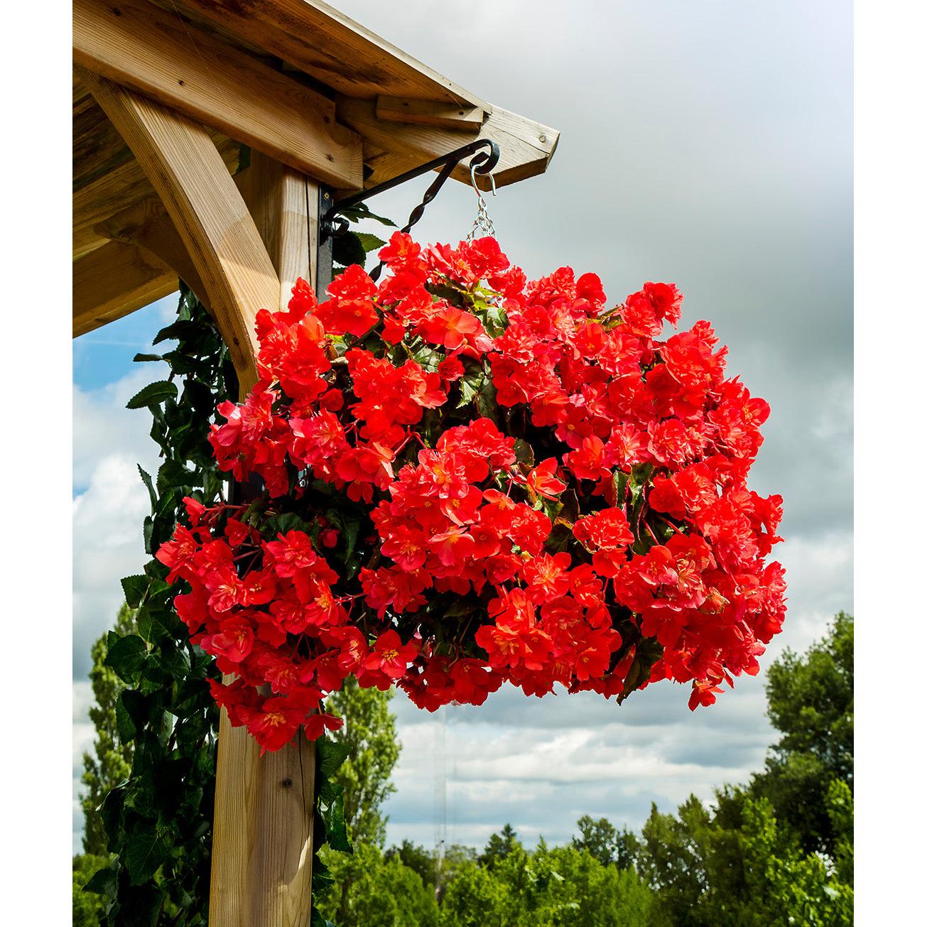 Red Fragrant Hanging Basket Begonia - 3 tubers