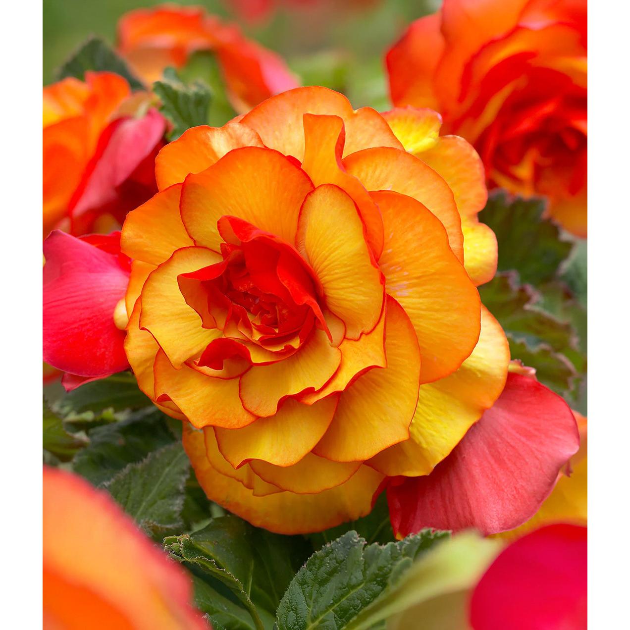 Red and Yellow Picotee Begonia - 3 tubers