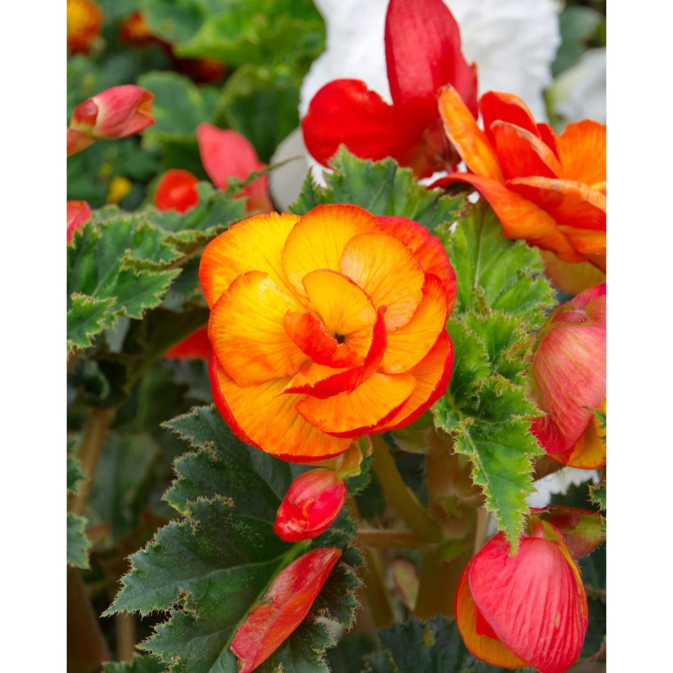 Red and Yellow Picotee Begonia - 3 tubers
