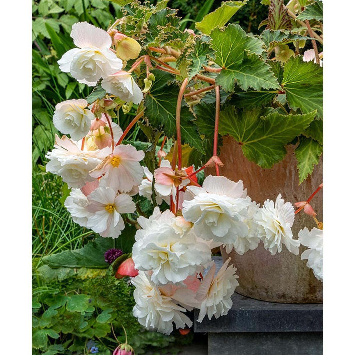 White Hanging Basket Begonia - 3 tubers