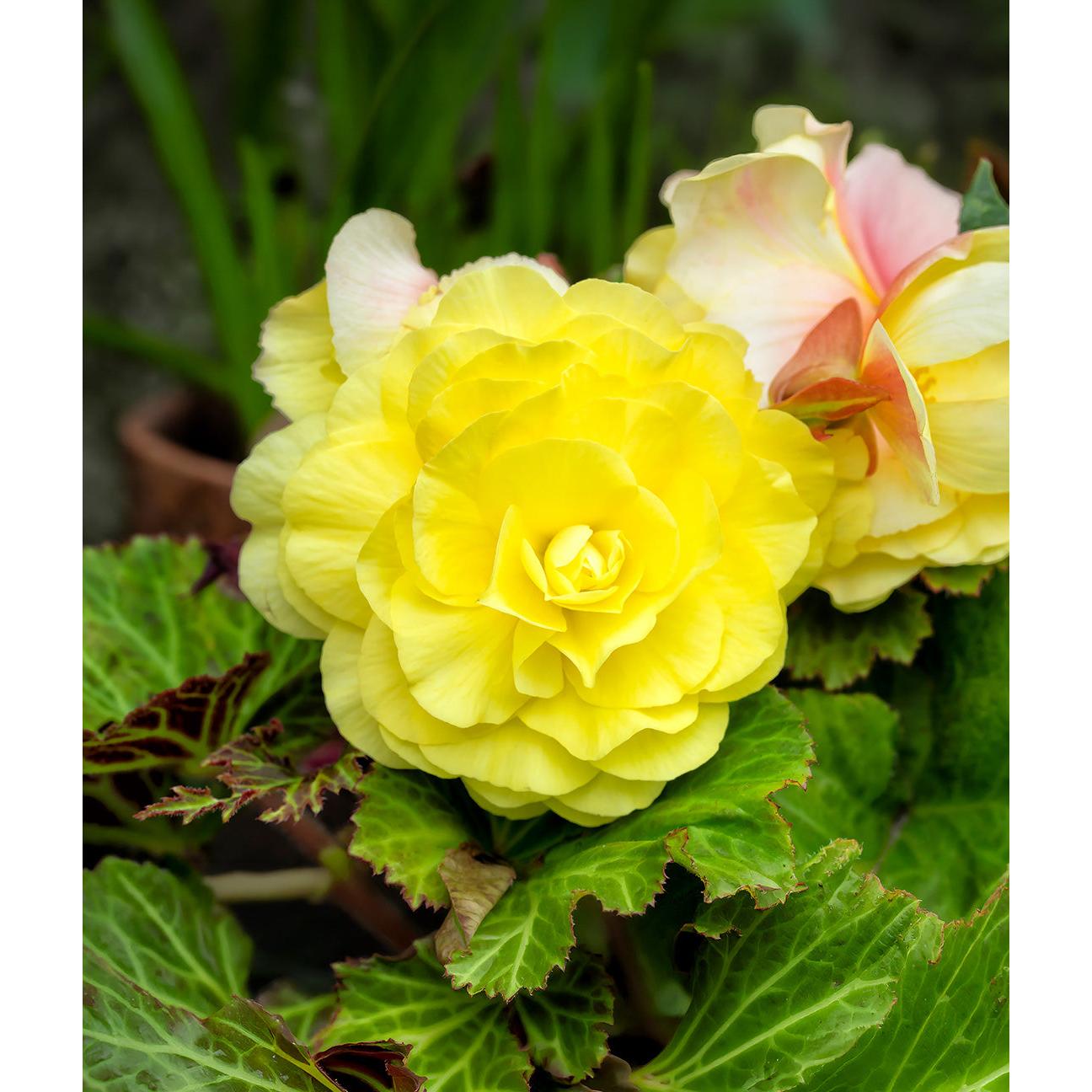 Yellow Double Begonia - 3 tubers