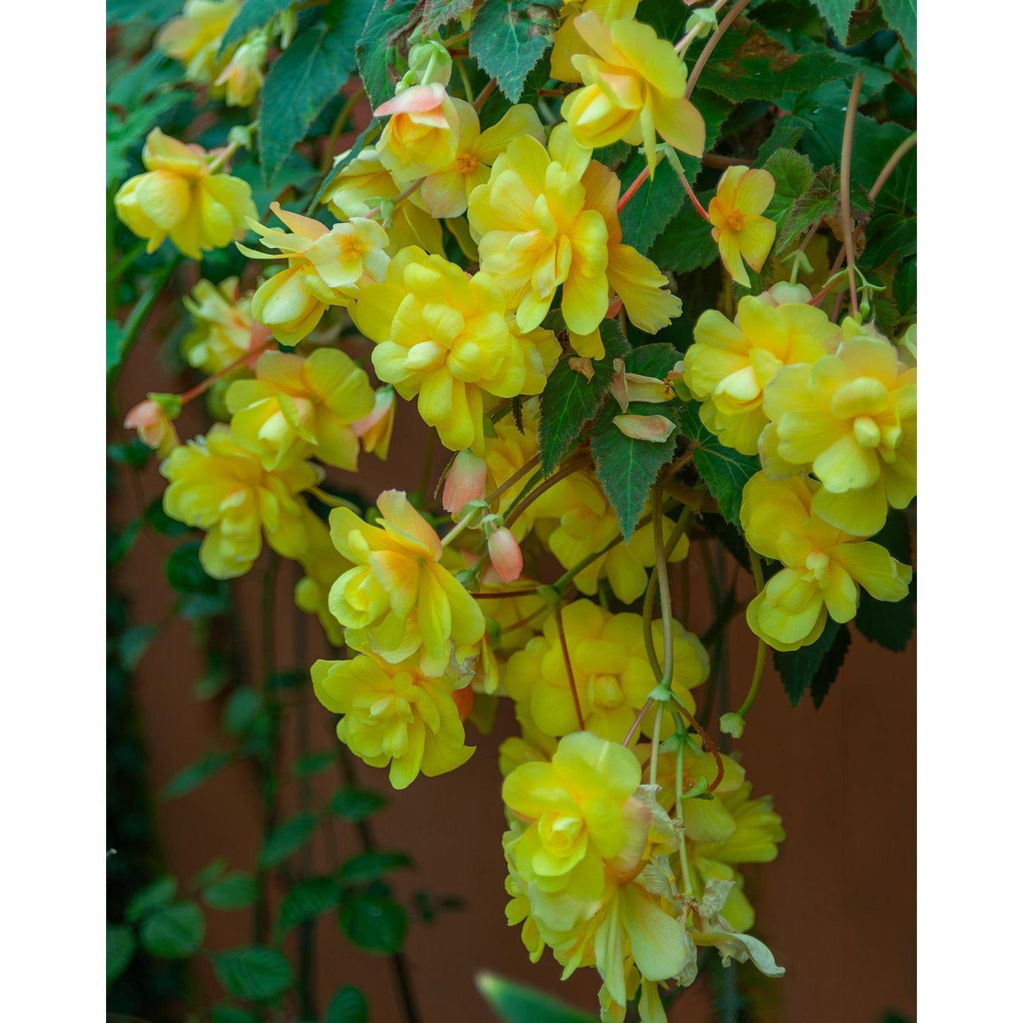 Yellow Hanging Basket Begonia - 3 tubers