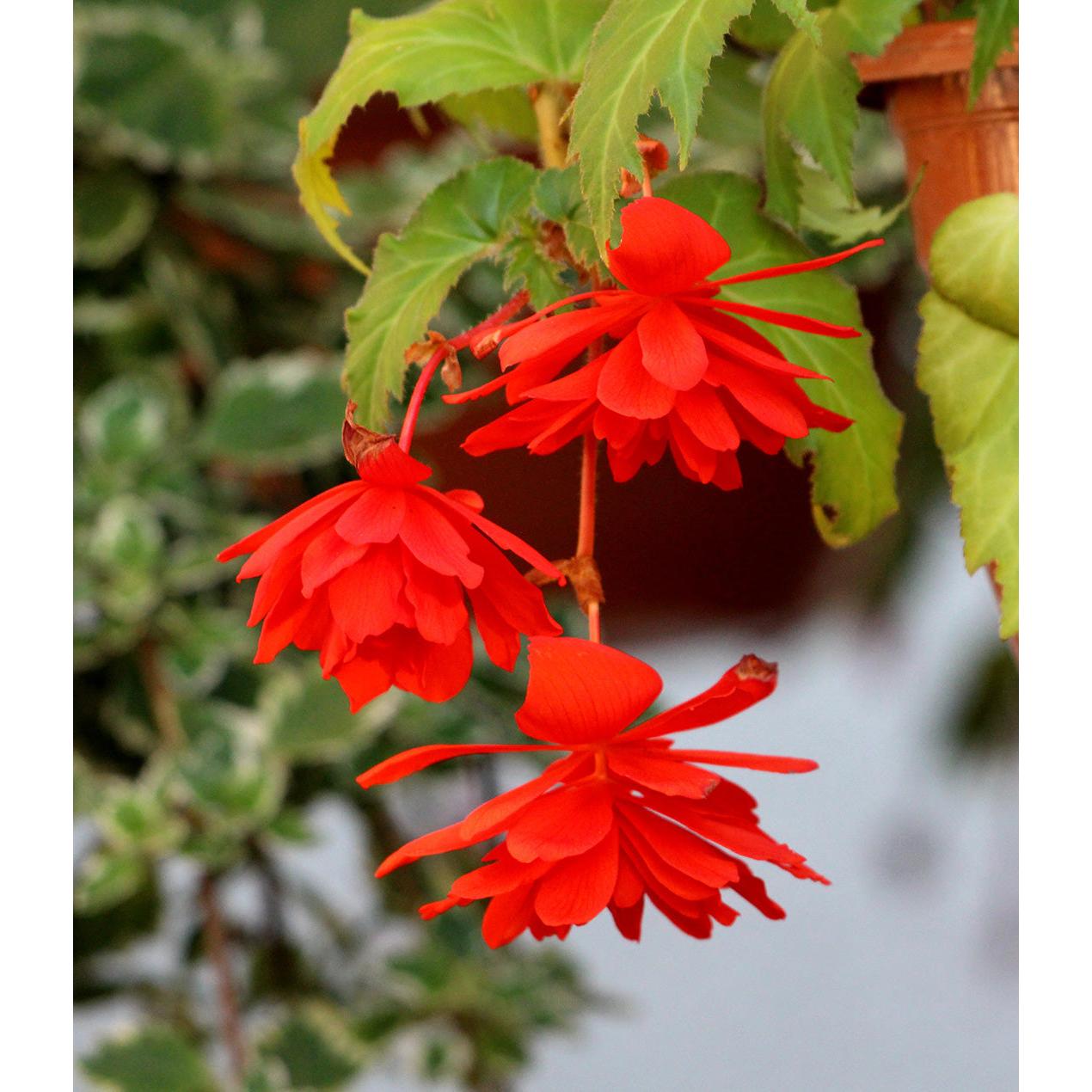 Red Fragrant Hanging Basket Begonia - 3 tubers