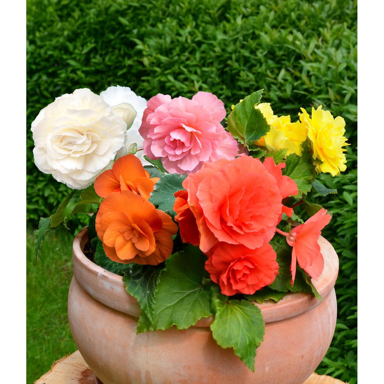 Mixed Double Begonias - 9 tubers