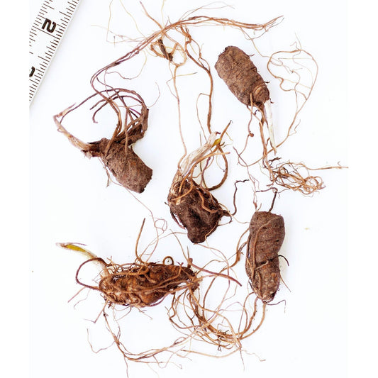 Beige Trillium (Wood Lily) - 5 Root Divisions