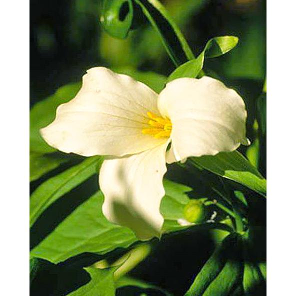 Beige Trillium (Wood Lily) - 5 Root Divisions