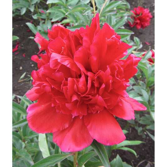 Benjamin Franklin Peony - 1 root division
