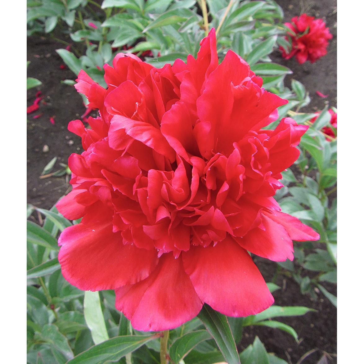 Benjamin Franklin Peony - 1 root division