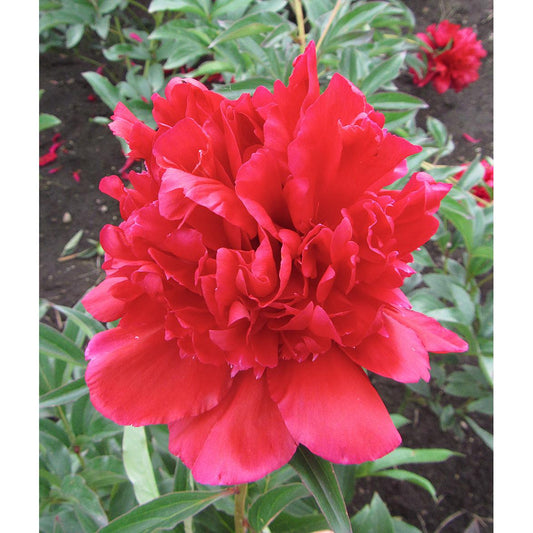 Benjamin Franklin Peony - 1 root division