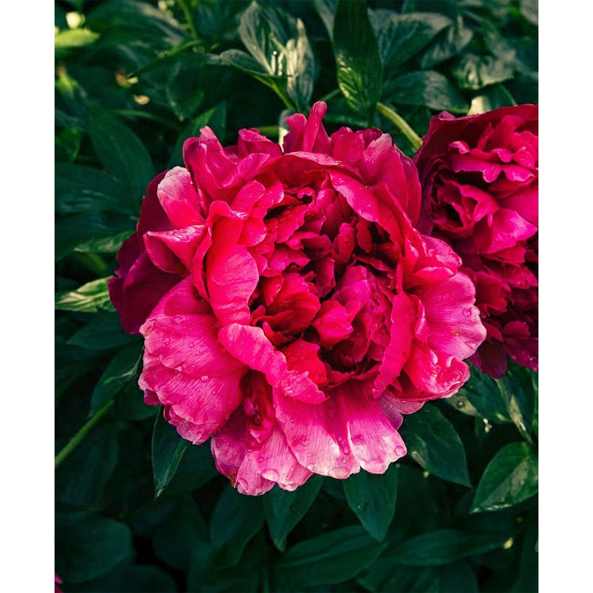 Big Ben Peony - 1 root division