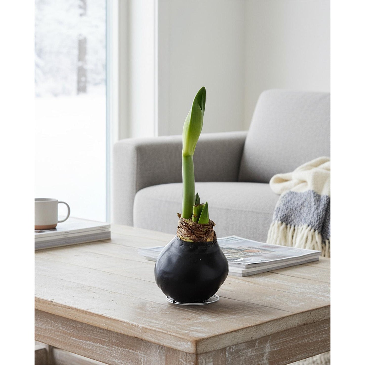Black Waxed Amaryllis with White Flower