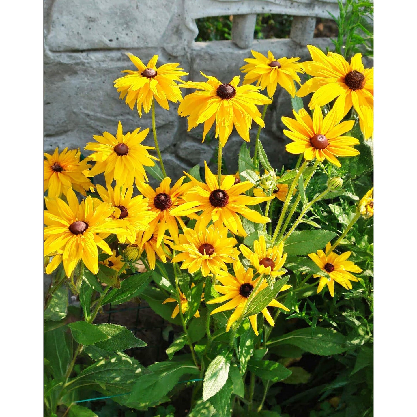 Black-eyed Susan - 5 Root Divisions