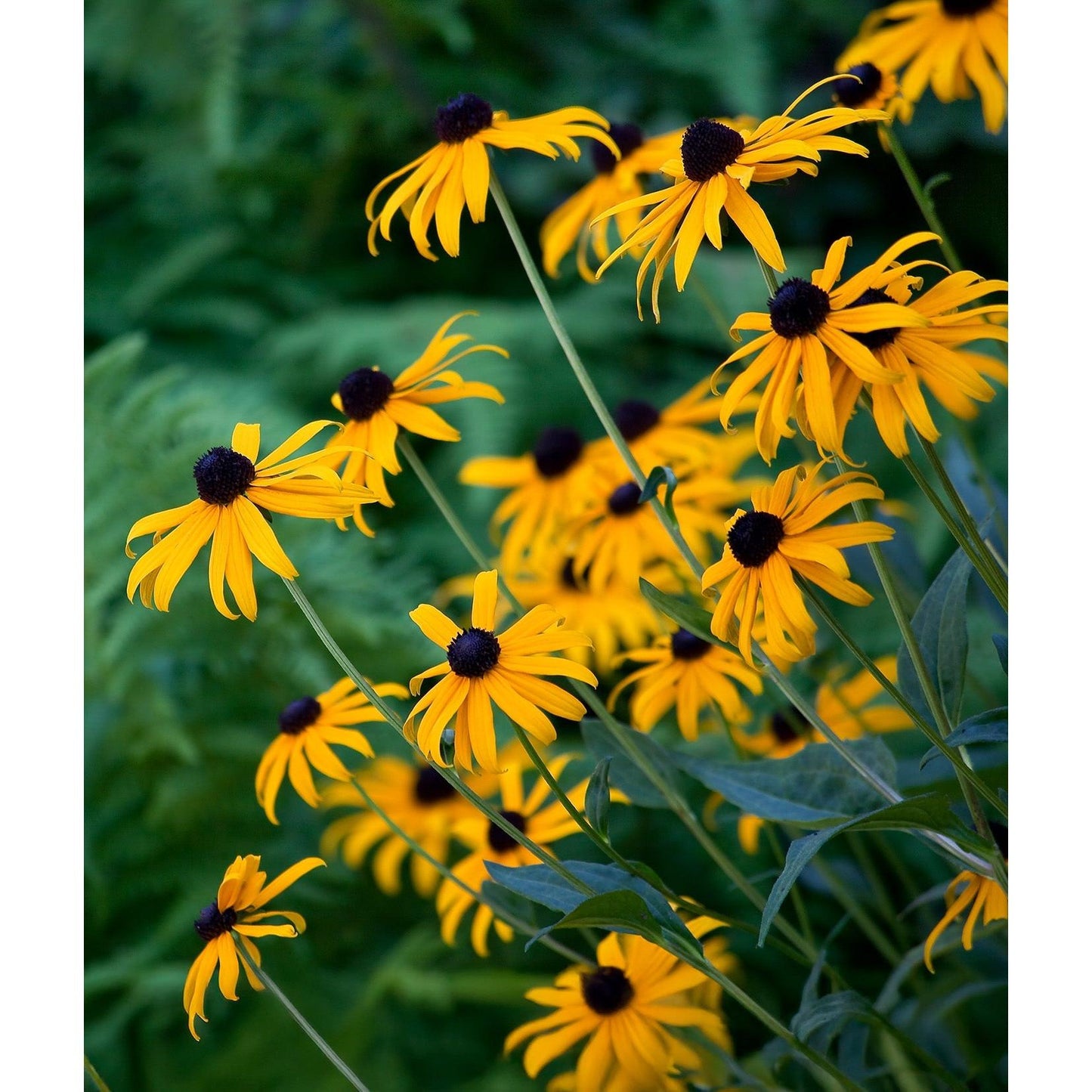 Black-eyed Susan - 5 Root Divisions