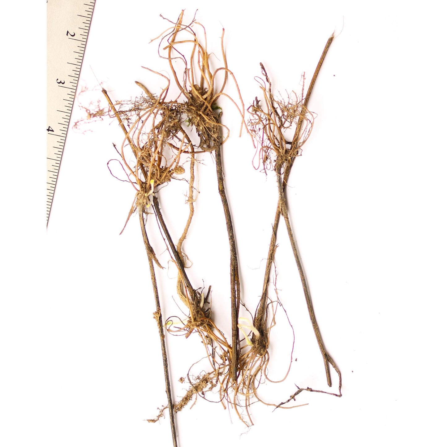 Black-eyed Susan - 5 Root Divisions