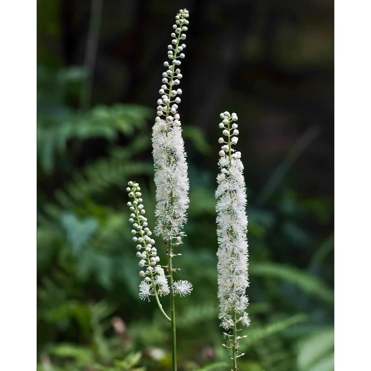 Black Cohosh - 5 Root Divisions