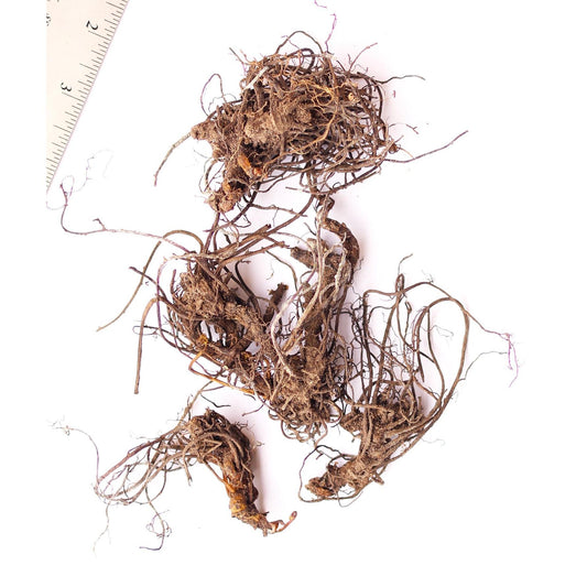 Black Cohosh - 5 Root Divisions