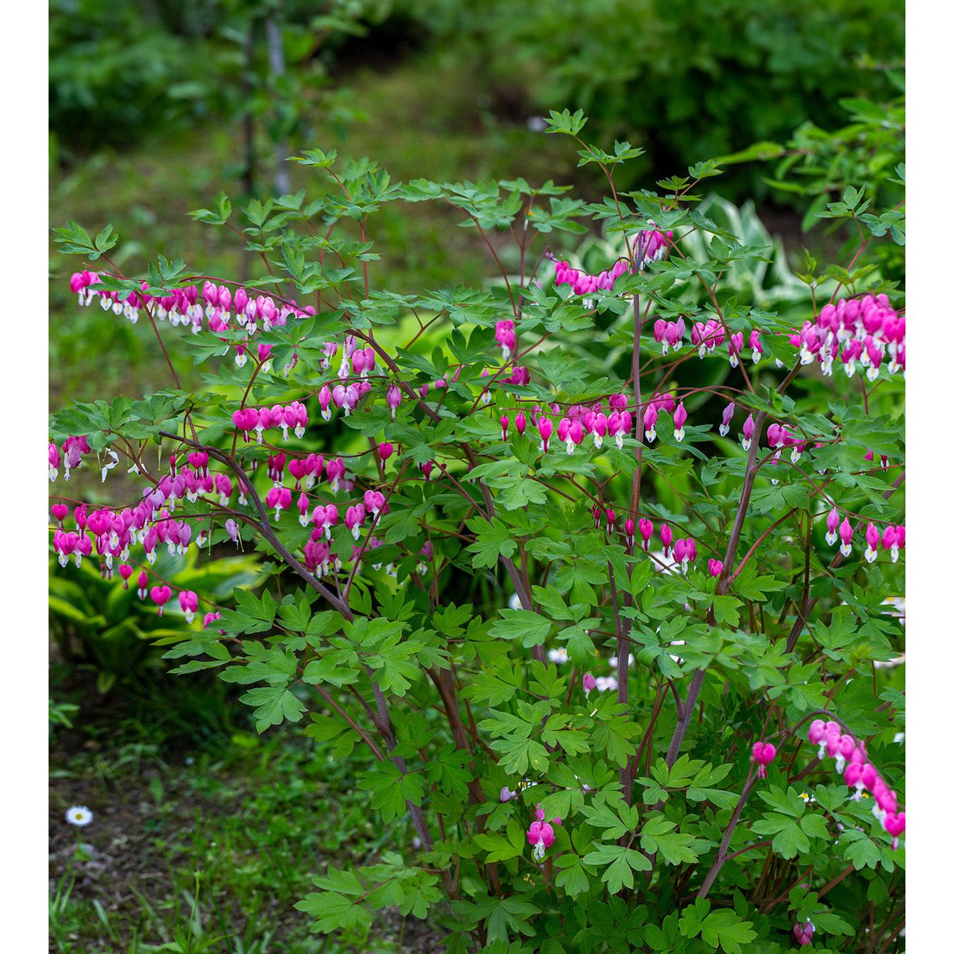 Dicentra Spectabilis - Bleeding Heart - 3 root divisions