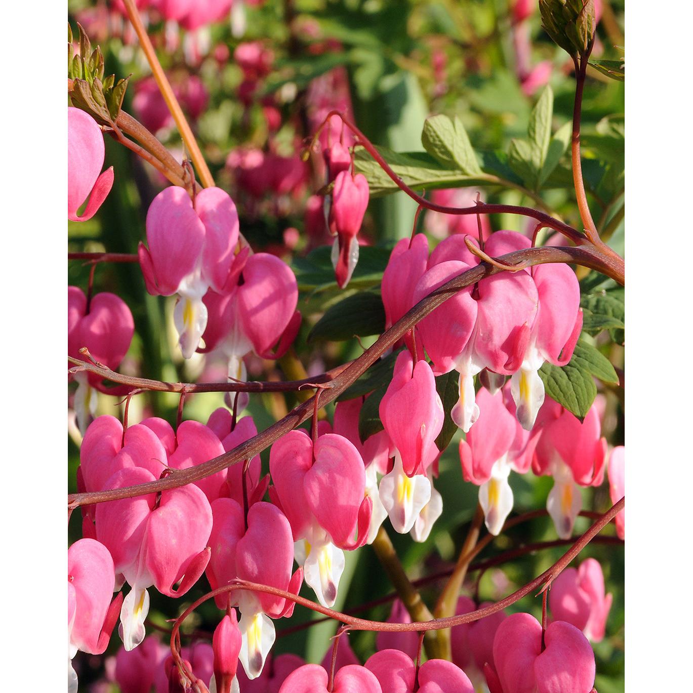 Dicentra Spectabilis - Bleeding Heart - 3 root divisions