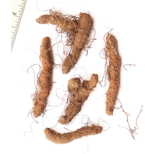 Bloodroot - 5 Root Divisions