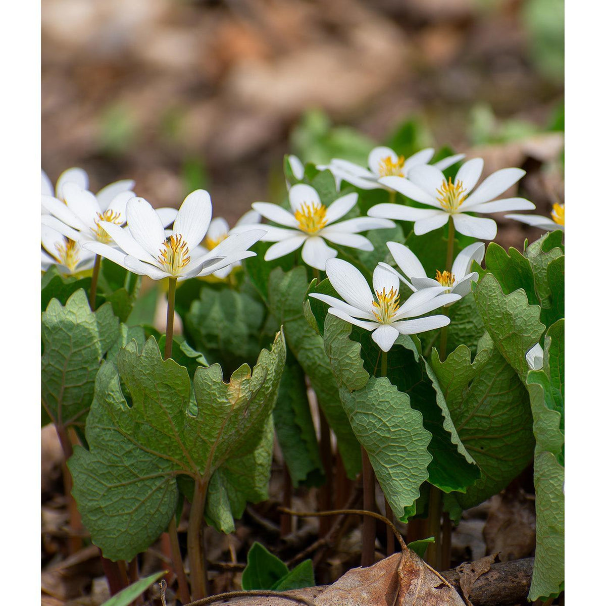 Bloodroot - 5 Root Divisions