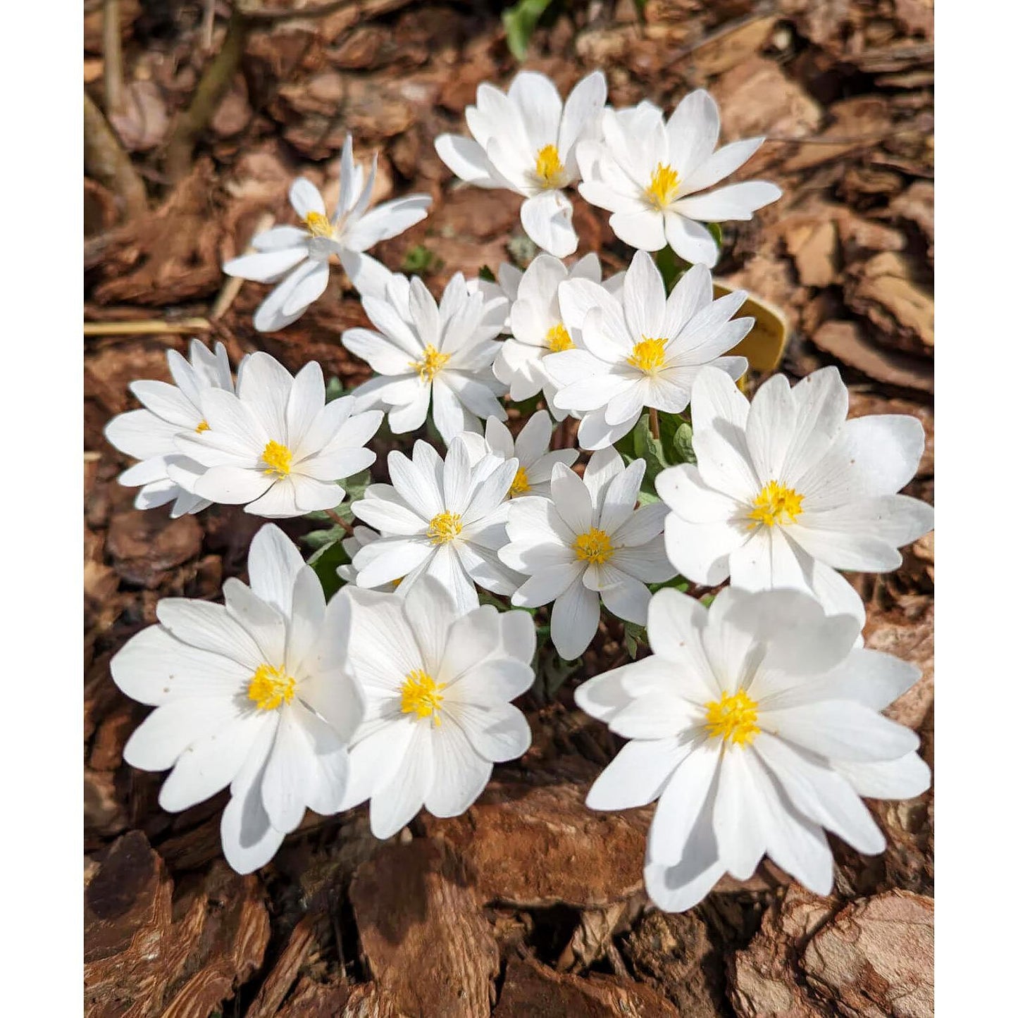 Bloodroot - 5 Root Divisions