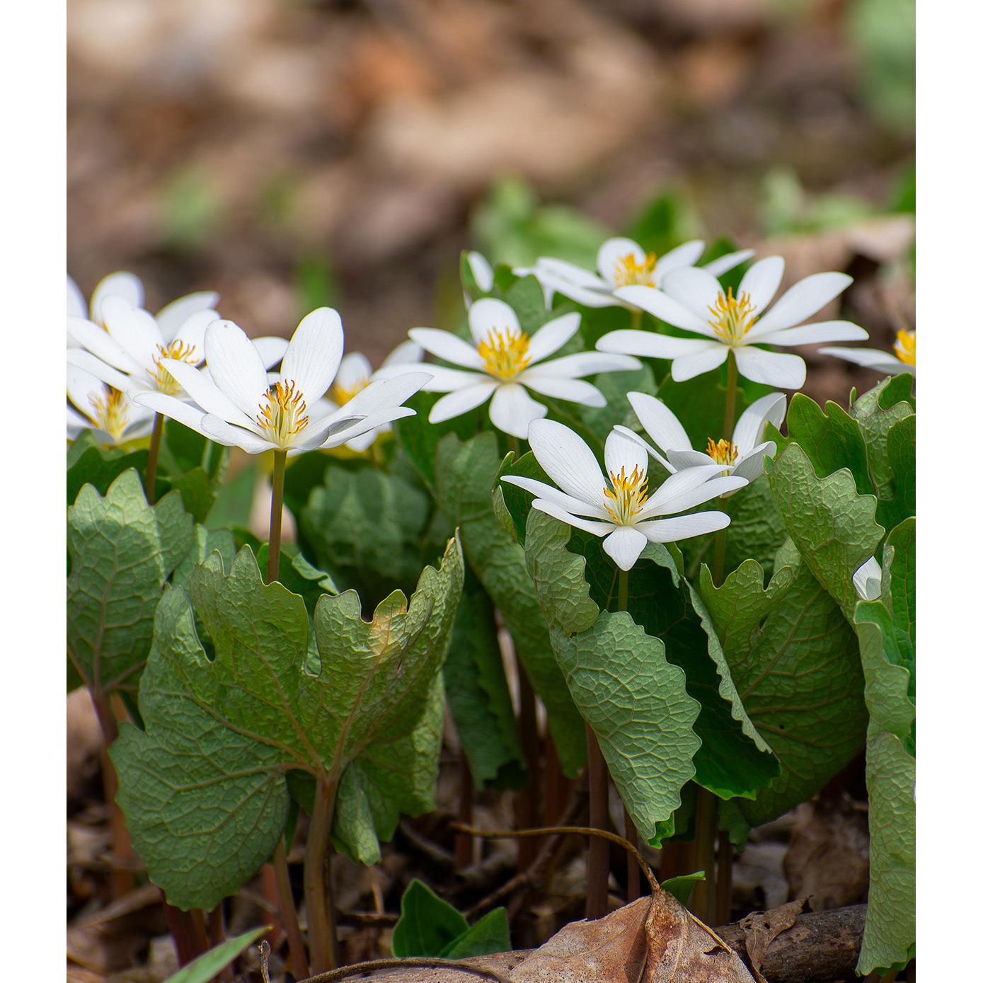 Bloodroot - 5 Root Divisions