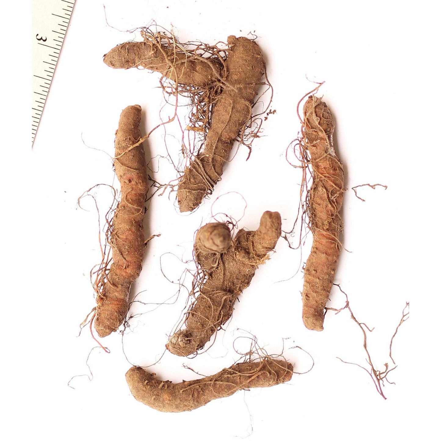 Bloodroot - 5 Root Divisions
