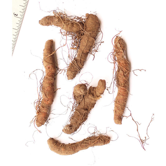 Bloodroot - 5 Root Divisions