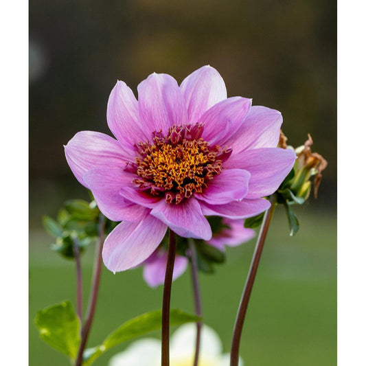 Blue Bayou Anemone Dahlia - 3 root divisions