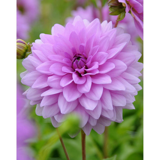 Blue Boy Decorative Dahlia - 3 root divisions