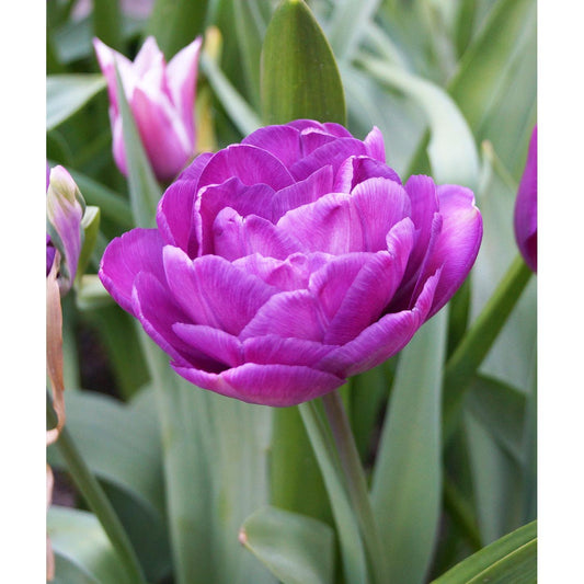 Blue Diamond Double Late Tulip - 10 bulbs