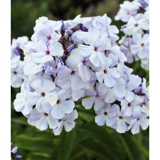 Blue Flame Compact Phlox - 3 root divisions
