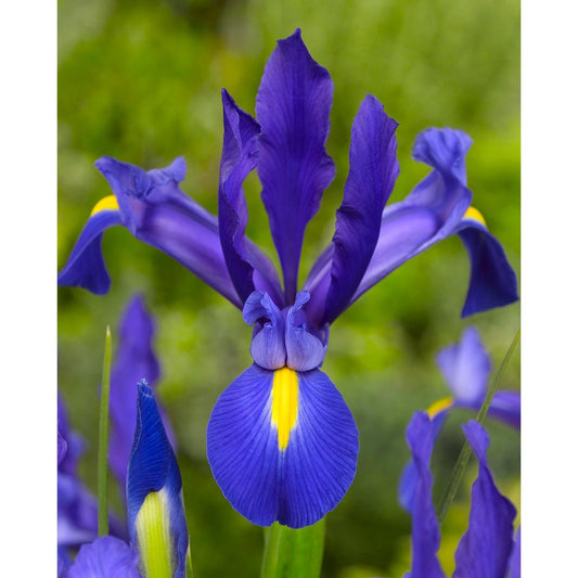 Blue Magic Iris hollandica - 10 bulbs