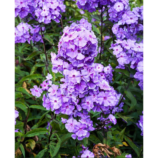 Blue Paradise Tall Summer Phlox - 3 root divisions