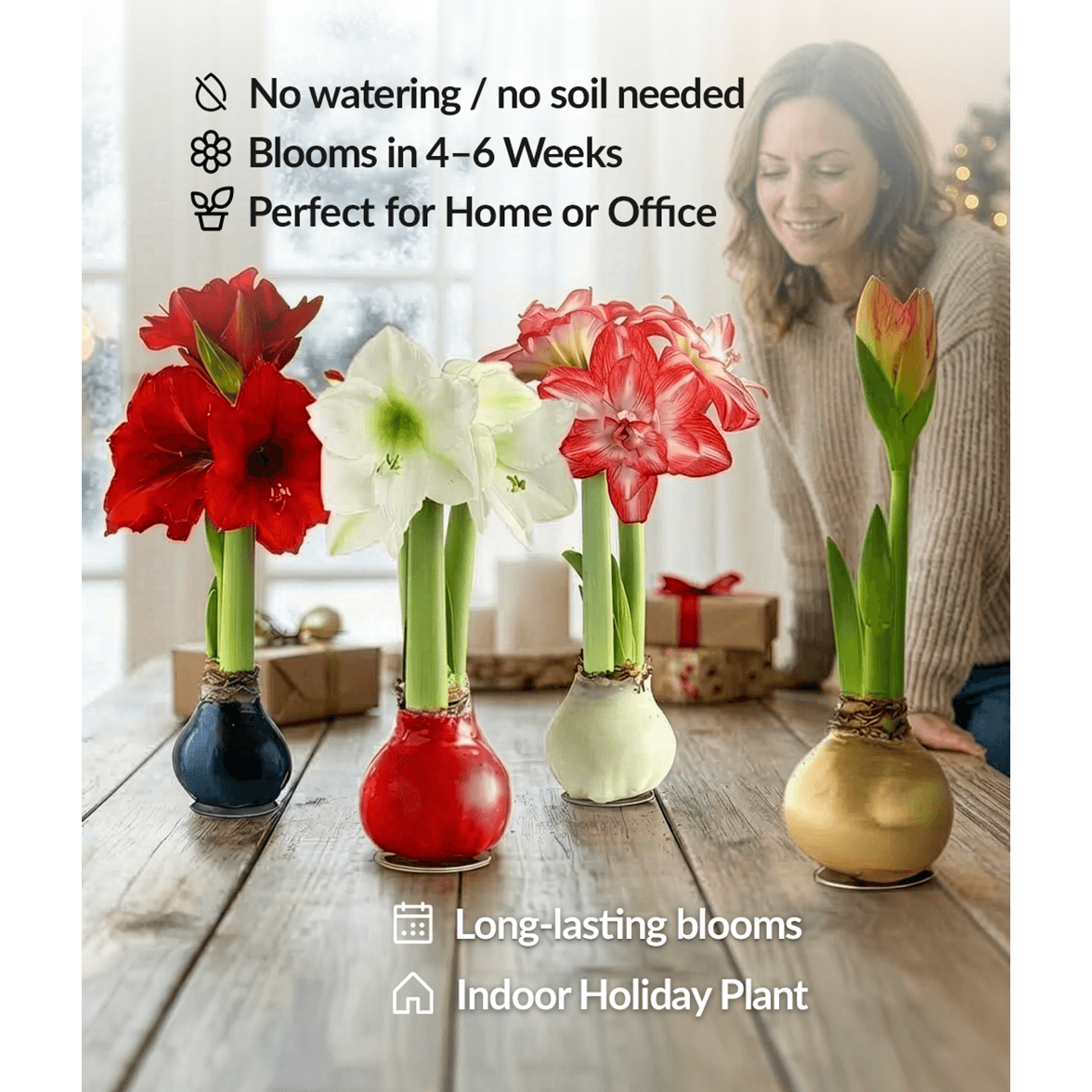 Blue Waxed Amaryllis with White Flower