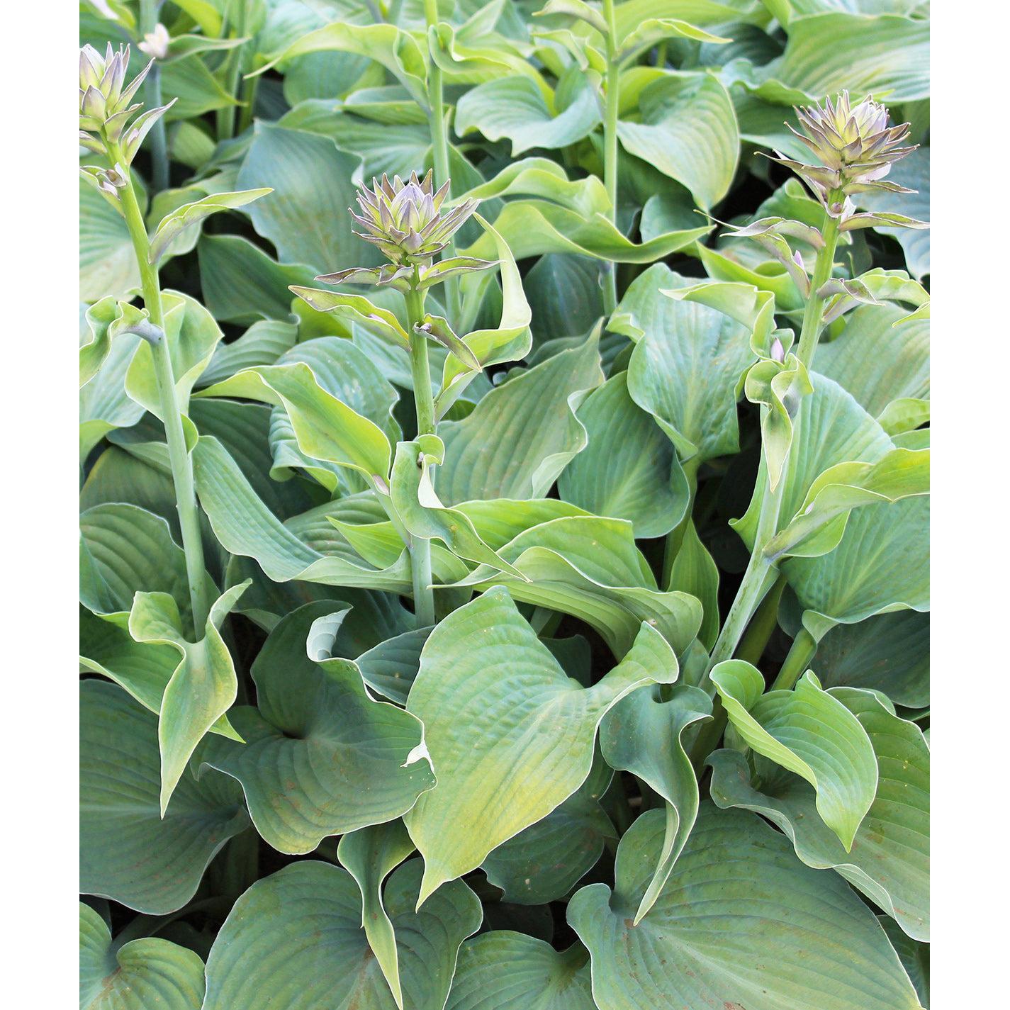 Blue Angel Hosta - 3 root divisions
