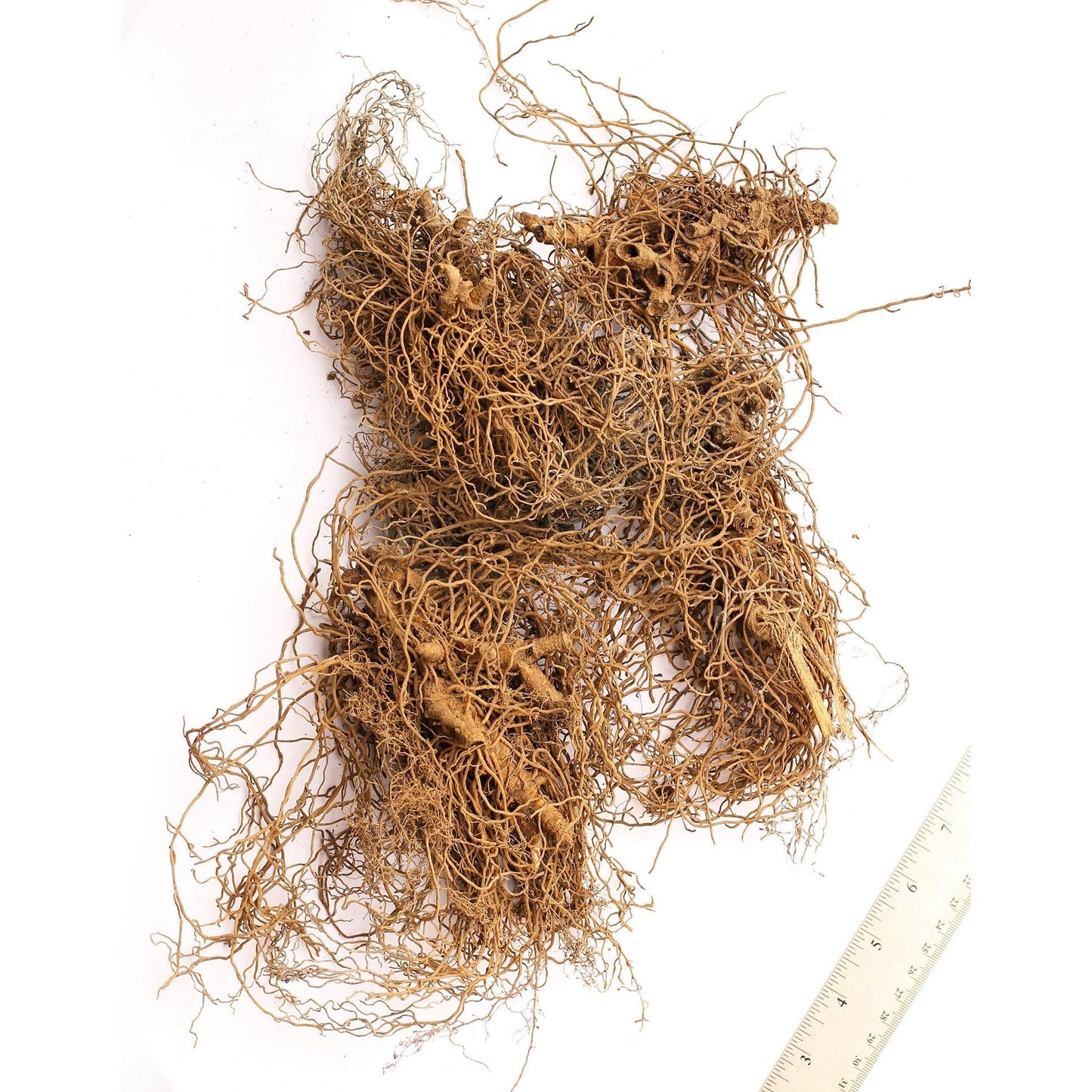 Blue Cohosh - 5 Root Divisions