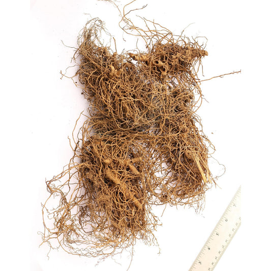Blue Cohosh - 5 Root Divisions