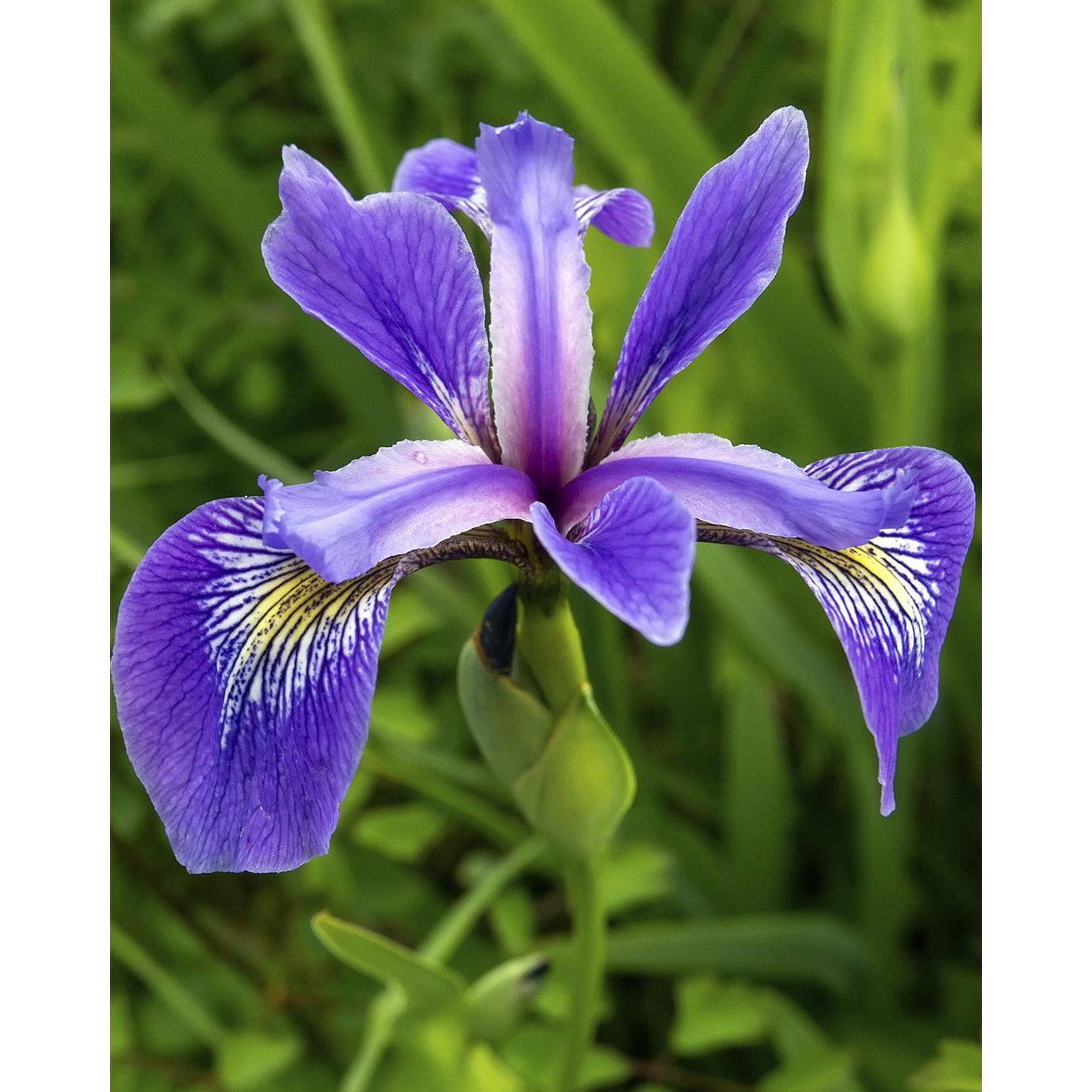 Blue Flag Compact Iris - 3 root divisions