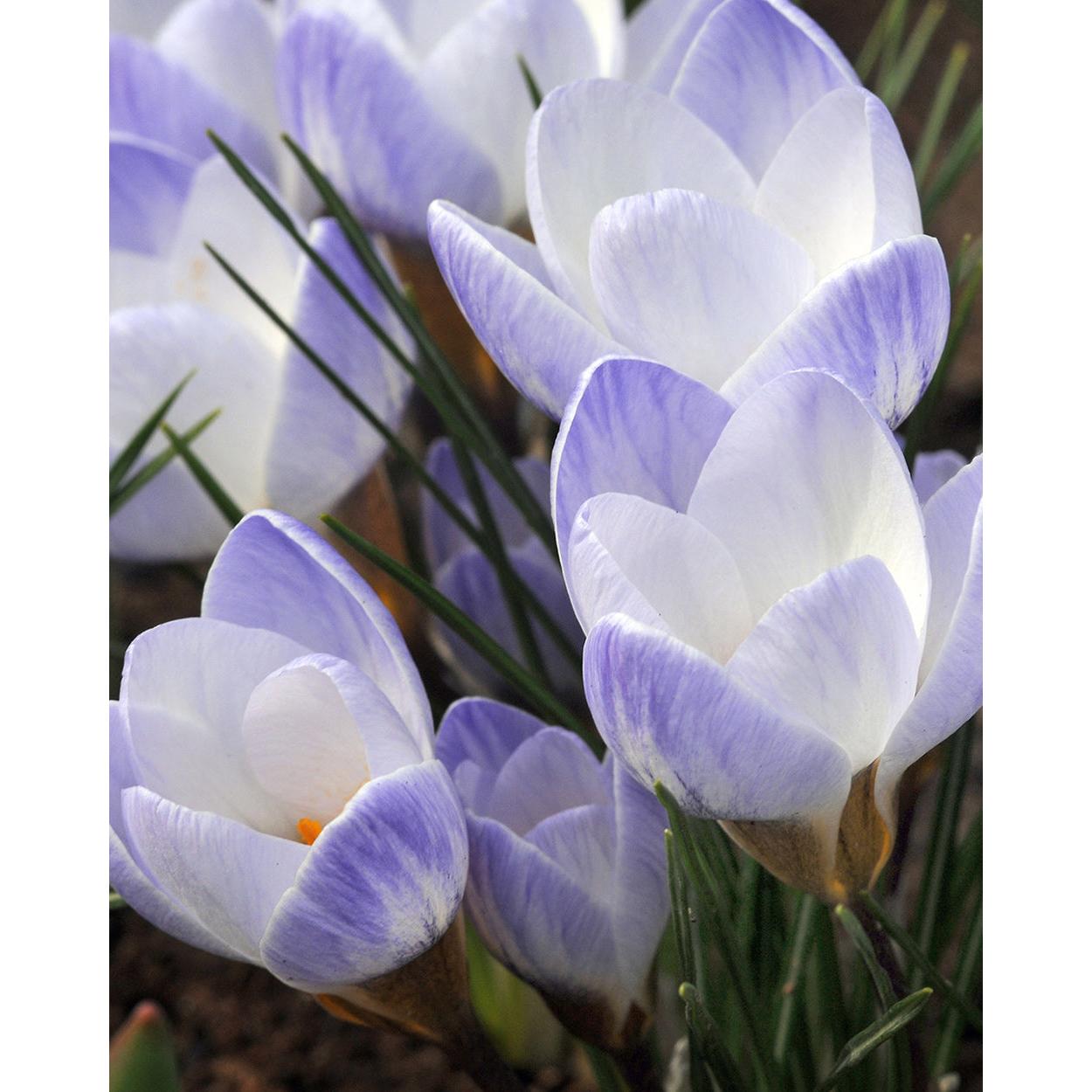 Blue Pearl Species Crocus - 10 bulbs